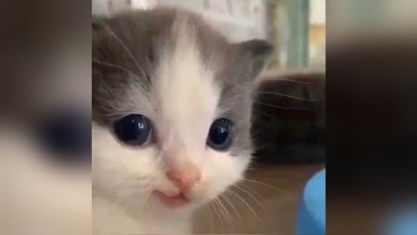 Котик hehe