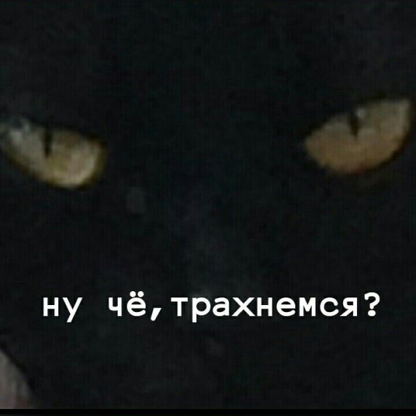 He not hehe Мем с котом