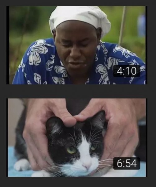 Hehe котенок Мем