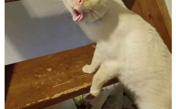 Мемы про кашлящуего кота (48 фото)