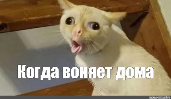 Котик кашляет