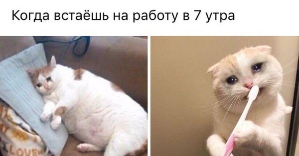 Котик кашляет Мем