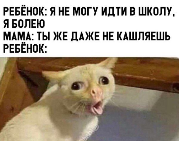 Кот кашляет Мем