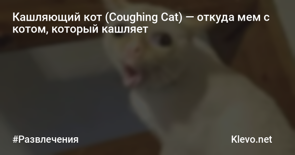 Кот кашляет Мем