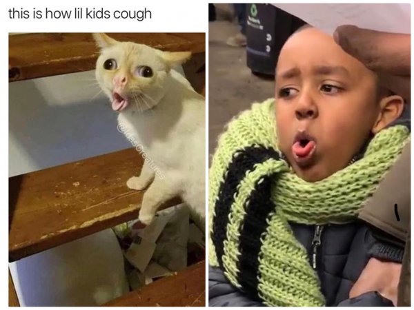 Кашляющий кот оригинал