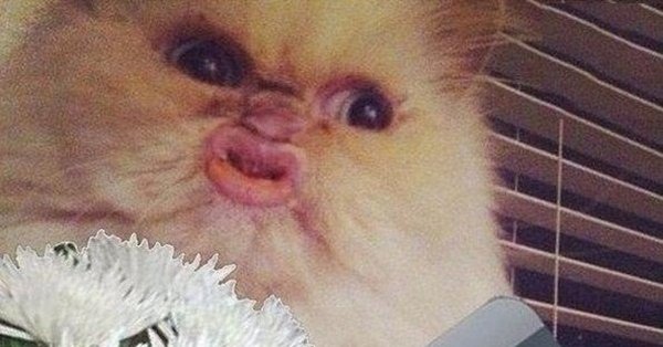 Мем кот с языком трубочкой