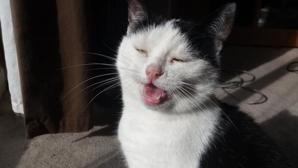 Кашляющий кот