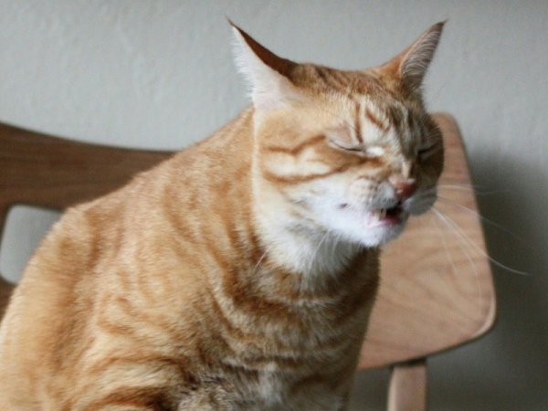 Кашляющий кот