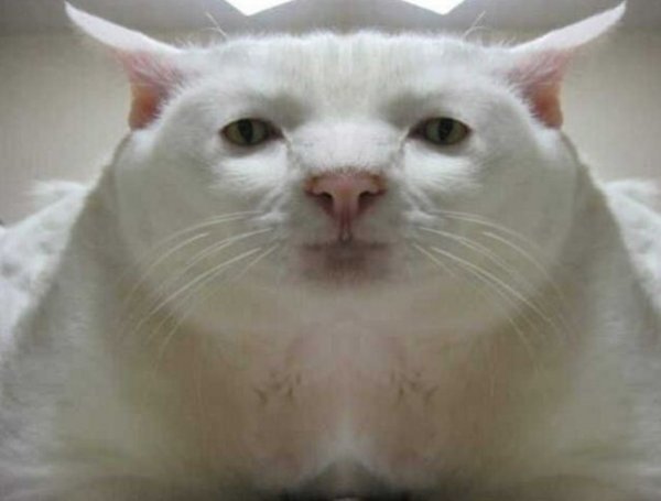 Белый кот Мем