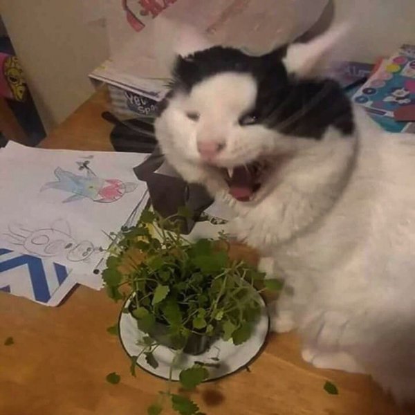 Мем коты