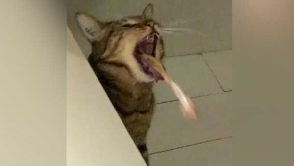 Кот которого тошнит
