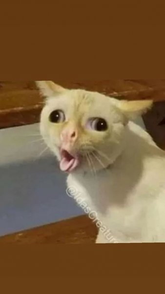Кот с широким ртом Мем