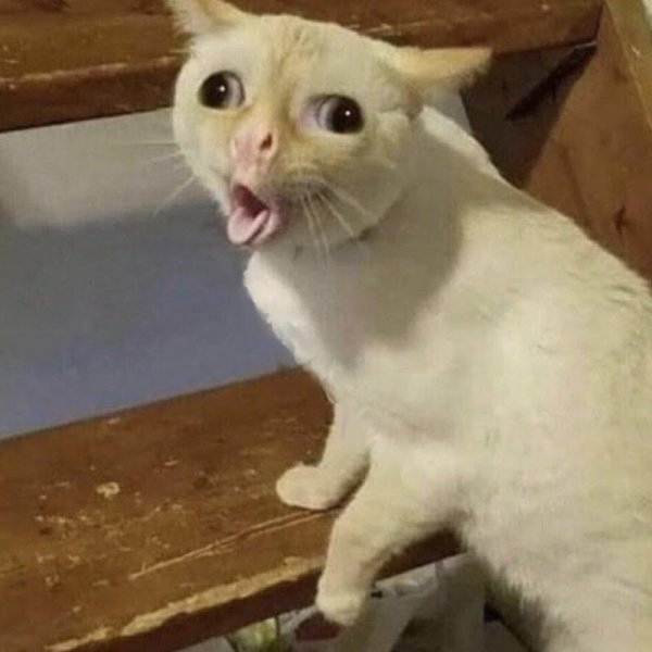 Коты мемы популярные