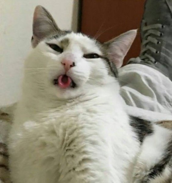 Кошка язык трубочкой