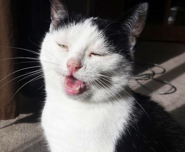 Чихающие коты