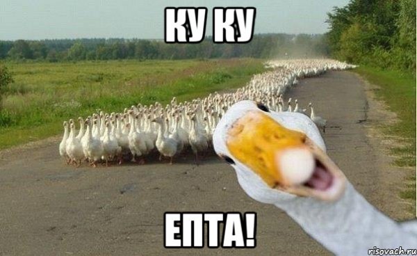 Ку ку Мем