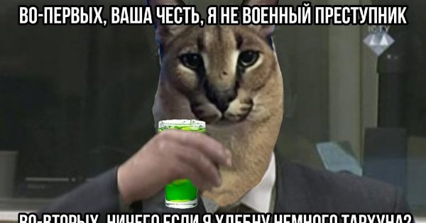 Кот шлёпа мемы военные преступления