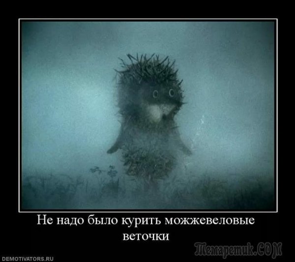 Ёжик в тумане прикол