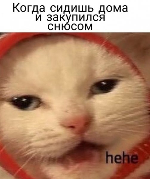Котик хехе