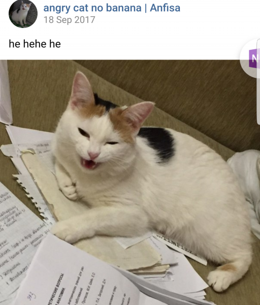 Кошка Анфиса Мем