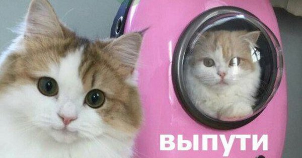 Хехе Мем котенок