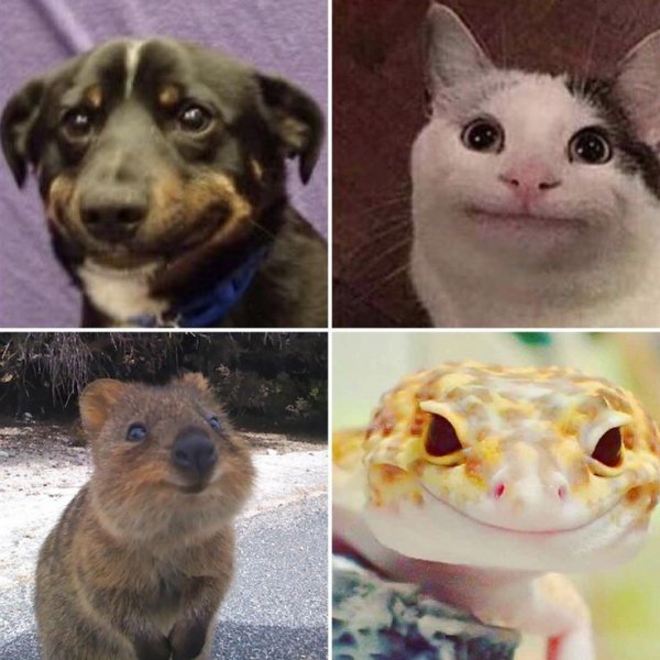 Choose your Fighter Мем