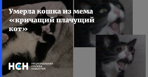 Кот Мем плачет кричит