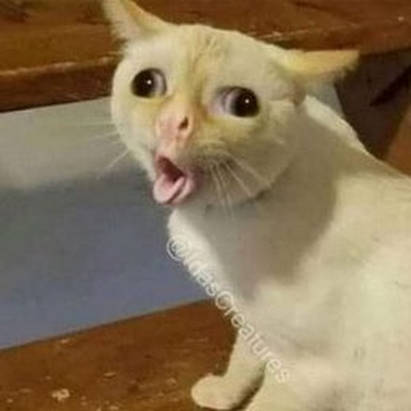 Кот у которого язык трубочкой