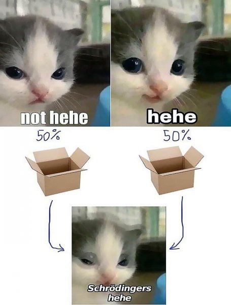 Хехе Мем котенок