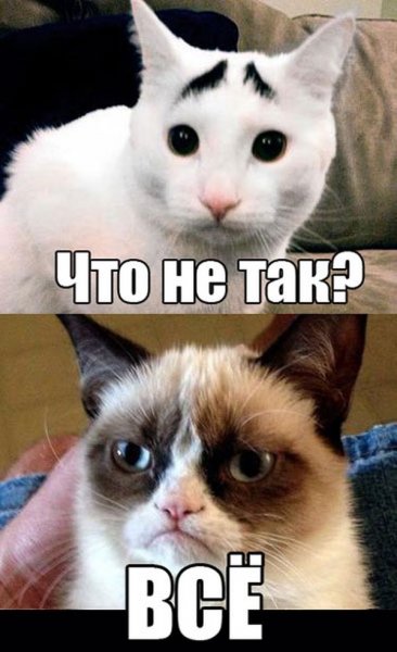 Мемы с котом