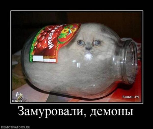 Коты в банках