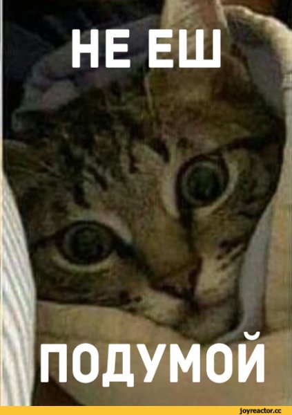 Не ешь подумай кот хлеб