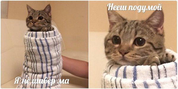 Подумай Мем кот