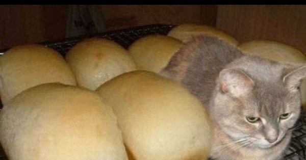 Я не хлеб я кот