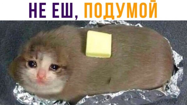 Не ешь подумай кот