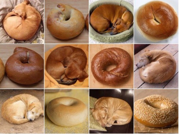 Кошка ходит в туалет с кровью