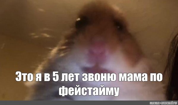 Испуганный хомяк