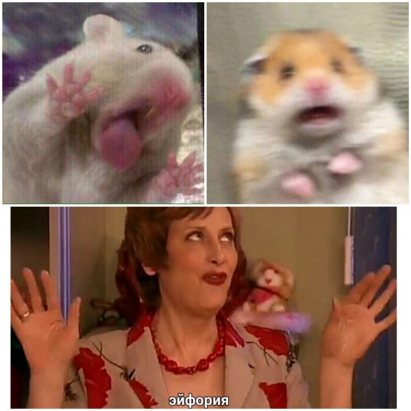 Испуганный хомяк Мем