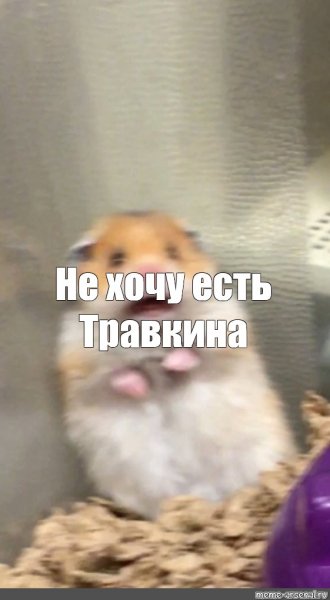Испуганный хомяк мемы