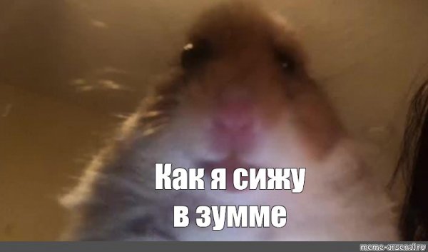 Селфи хомяка Мем