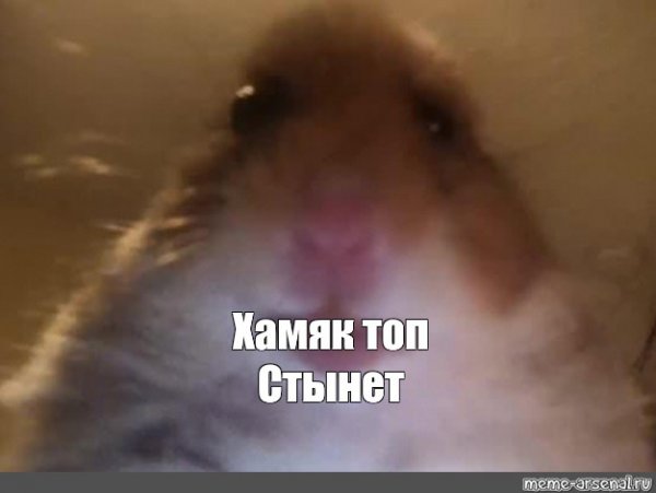 Хомяк в камере Мем