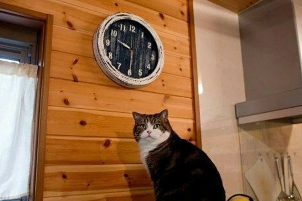 Мемы про кота смотрящего на часы (46 фото)