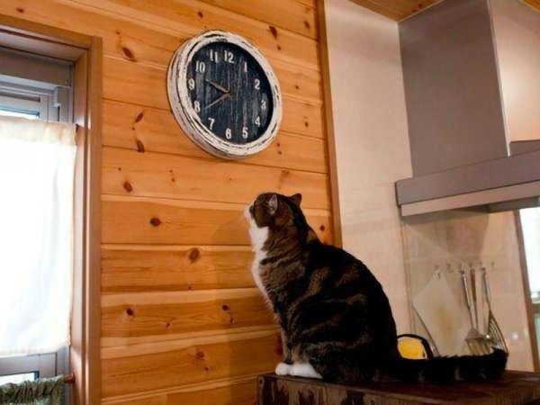 Кот пора