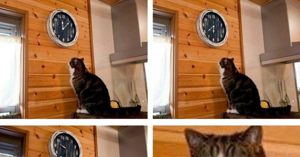 Мем кот пора