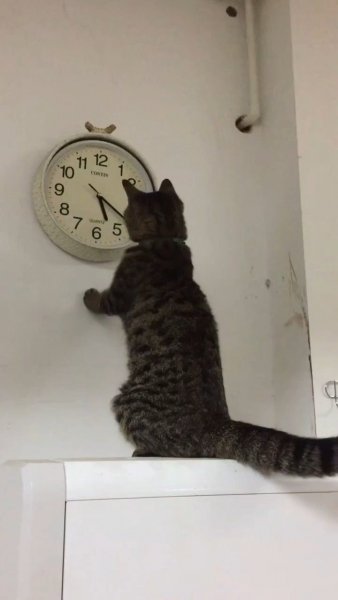 Кот с часами пора