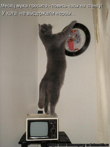 Кот ждет пятницу