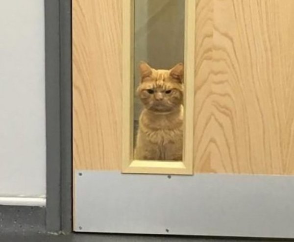 Котик опоздал
