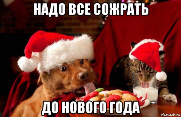 Смешные новогодние мемы