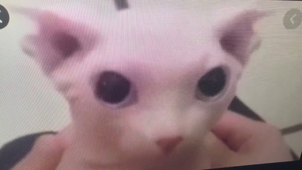 Лысый кот из мема