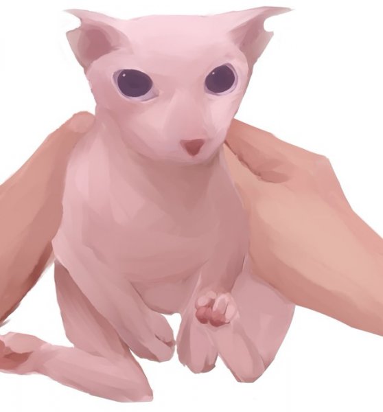 Бигус кот сфинкс